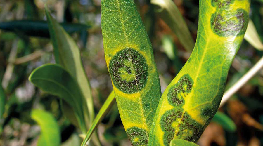 Uliveto, occhio di pavone, difesa piante, Gioia del Colle, agronomo, Nicola Giannico