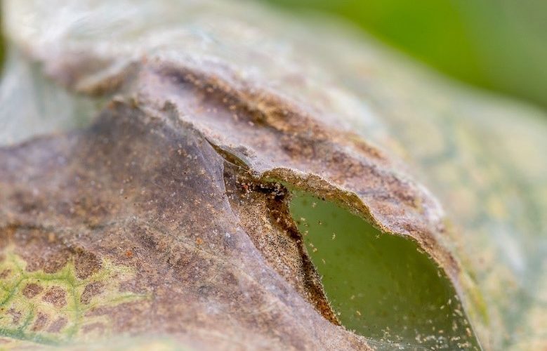 guerra acari ciliegeto e mandorleto, difesa piante, puglia, gioia del colle, agronomo, nicola giannico